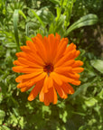 Calendula Body Oil